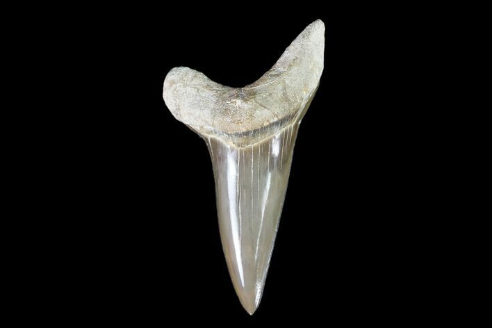 Cretaceous Cretoxyrhina Shark Tooth - Kansas #93796